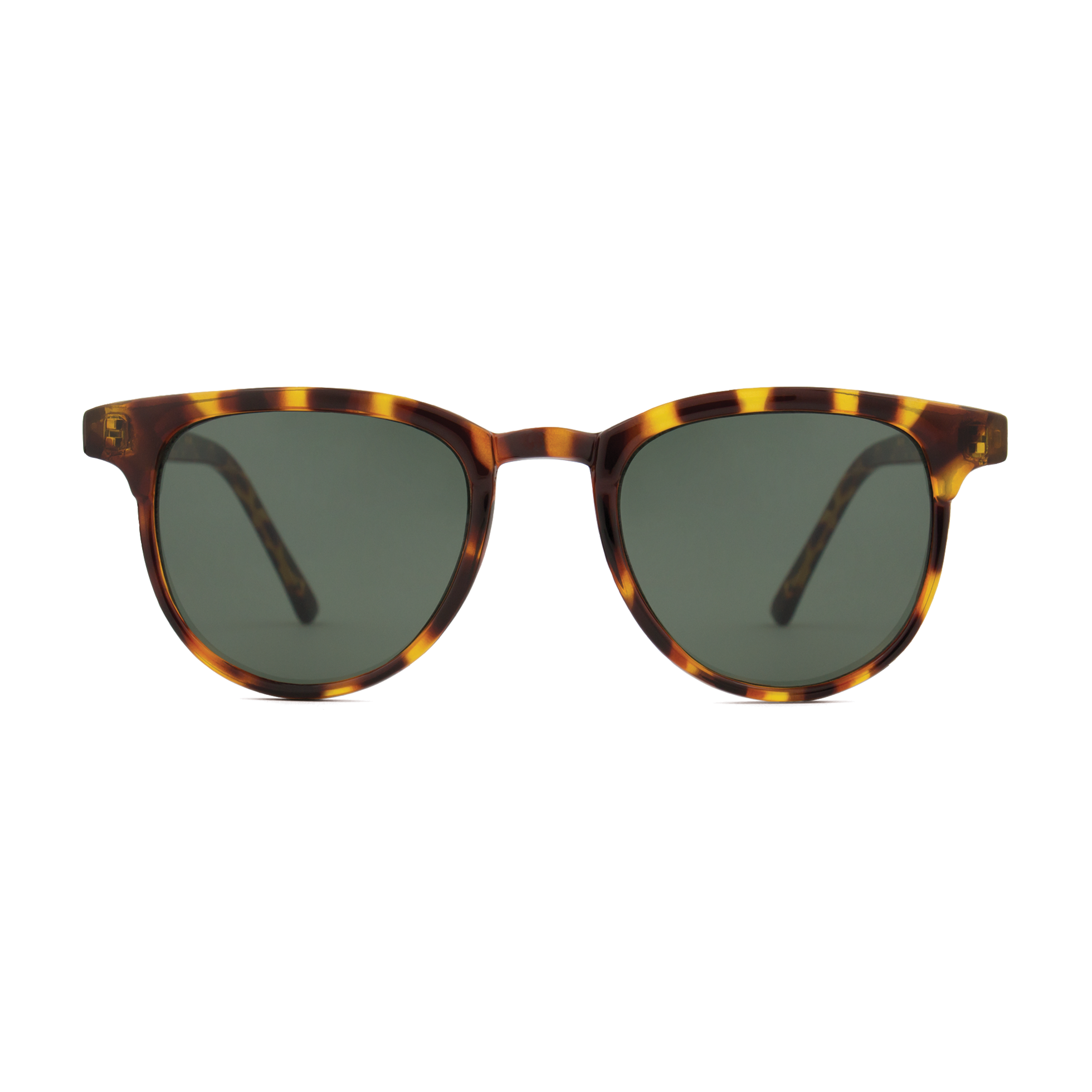 Francis Tortoise-2